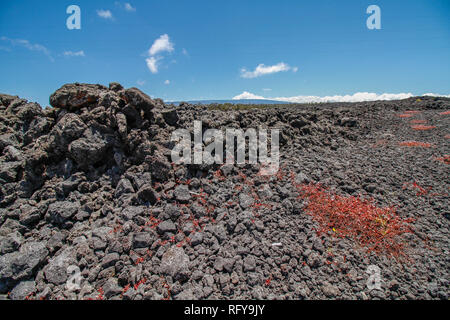 Le rocce vulcaniche e fiori rossi vicino alla strada cercando fino a Mauna Kea mountain a Big Island delle Hawaii, Foto Stock