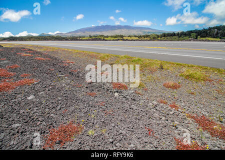 Le rocce vulcaniche e fiori rossi vicino alla strada cercando fino a Mauna Kea mountain a Big Island delle Hawaii, Foto Stock