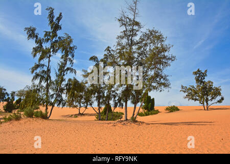 Le dune di sabbia rossa vicino a Mui Ne in south central Bình Thuan Provincia, Vietnam Foto Stock