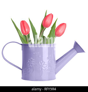 Tulipani rosa in viola annaffiatoio isolato su bianco Foto Stock