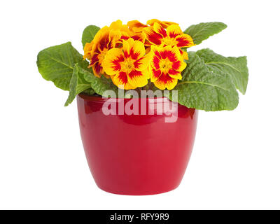 Il rosso e il giallo primrose in pentola rosso isolato su bianco Foto Stock