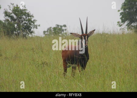 Voce maschile Sable Antelope (Hippotragus niger) nella savana di Shimba Hills, il Parco Nazionale del Kenya. Foto Stock