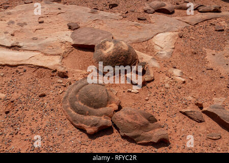 Concrezioni geologiche, Moenkopi tracce di dinosauri sito nelle vicinanze di Tuba City, Arizona, Stati Uniti. Foto Stock