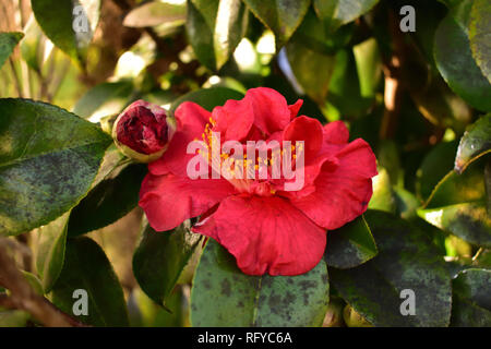 Kanjiro Sasanqua Camelia rosa Foto Stock