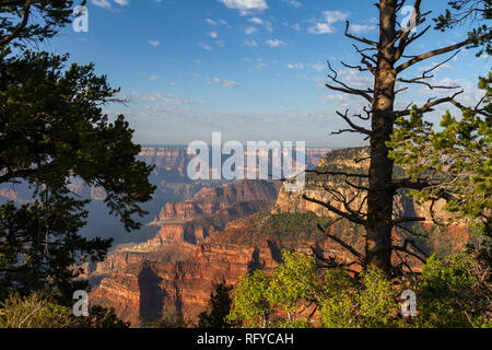 Il Grand Canyon è incorniciato da alberi e visti da Bright Angel Point sul bordo Nord, Arizona, Stati Uniti poco dopo l'alba. Foto Stock