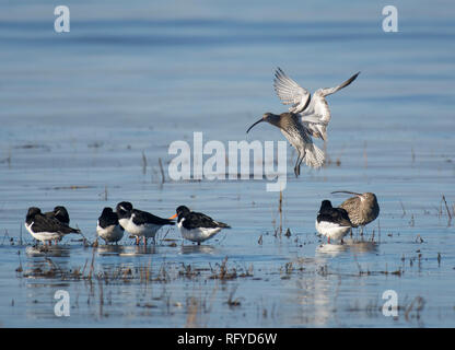 Curlew, Numenius arquata, lo sbarco in acque poco profonde, Morecambe Bay, Lancashire, Regno Unito Foto Stock