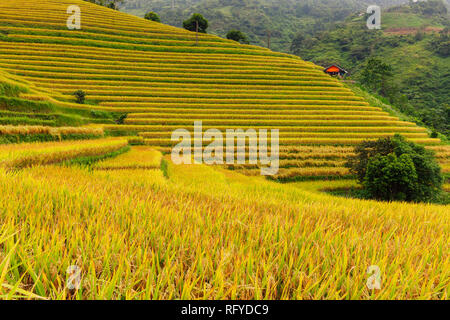 Bella mature risaie durante il tempo di raccolta, SAPA, Vietnam Foto Stock