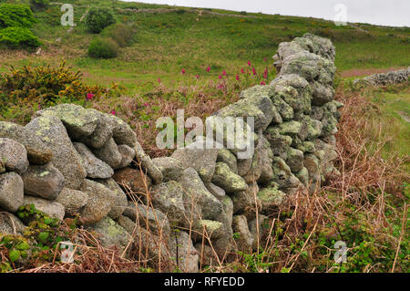 Grandi massi di granito creano un muro grezzo ricoperto da muschi e licheni sull'isola di St Martin's nelle isole Scilly,cornwall, Engalnd,UK. Foto Stock