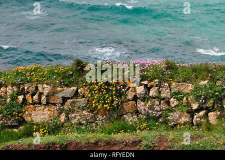 Cornish parete sulla costa percorso sulla penisola di Lizard. Granito, terreno riempito parete ricoperta in rosa parsimonia (Armeria maritima) e giallo rene veccia (un Foto Stock