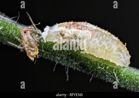 Hoverfly larva mangiare greenfly afide Foto Stock