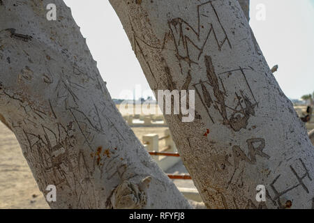 Alfabeto e iniziali incise sul tronco di albero a Sharjah Beach Foto Stock