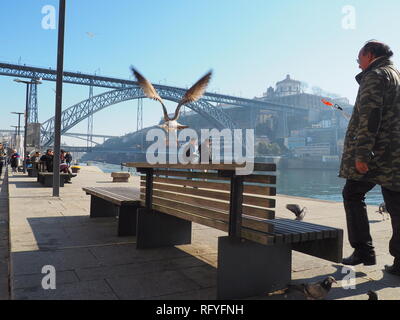 Seagull battenti sul fiume Douro in Porto - Portogallo Foto Stock