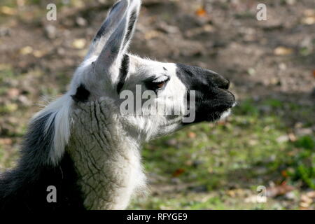 Un ritratto di una fiduciosa di Lama Foto Stock