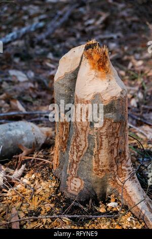 Un occupato beaver necessari alcuni materiali da costruzione a Crowder Parcheggio contea in Apex North Carolina, periferia di Raleigh. Foto Stock