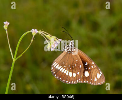 Il corvo comune butterfly(Euploea core) poggiante su wild verbena(Verbena bonariensis) Foto Stock