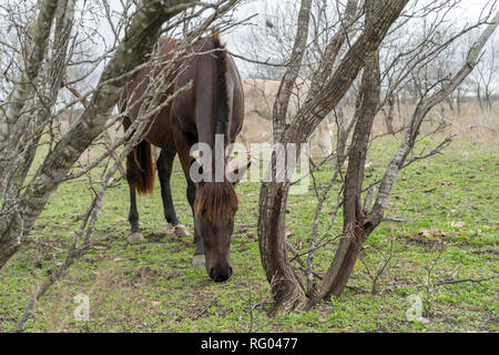 Basso angolo vista del cavallo marrone con la testa in giù a mangiare Foto Stock