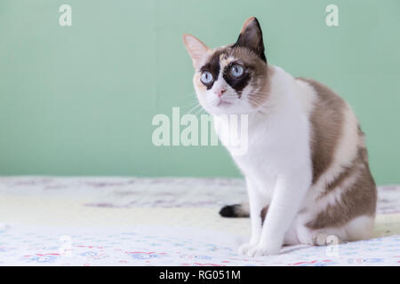 Gatto tailandese blue eyed giacente sul letto guarda la fotocamera con il colore verde dello sfondo. Foto Stock