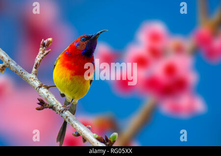 Uccello rosso sfondo blu appollaiato sui rami Sakura Foto Stock