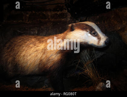 Farcite badger in un museo Foto Stock