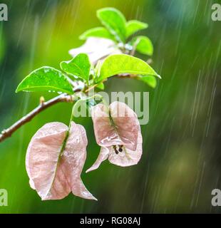 Fiori di bouganville sotto la pioggia Foto Stock