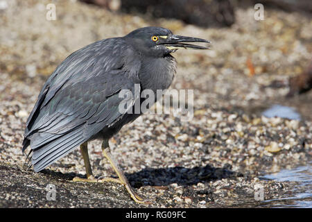 Airone di lava (Butorides sundevalli), Punta Espinosa, Fernandina Island, isole Galapagos, Ecuador Foto Stock