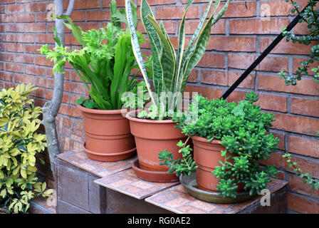 Vivace verde air-purificante houseplants nella parte anteriore della terracotta muro di mattoni Foto Stock