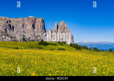 Collinare della campagna agricola con verdi pascoli a Alpe di Siusi, Alpe di Siusi, il monte Sciliar, dello Sciliar, a distanza Foto Stock
