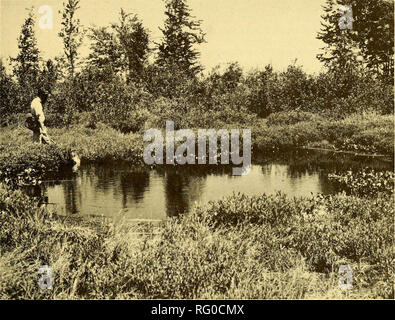 . Il campo Canadese-naturalista. 1980 Cook et al.: Pezzata tartarughe, Eastern Ontario e Quebec occidentale 413. La figura 2. Un piccolo stagno in MerBleue dove uno Spotted tartaruga veniva acquisito il 10 giugno 1975. Leviti FRCisto, a 176 cm per il confronto delle dimensioni. era stato rilevato nel luglio 1974. LLand Ann O'Brian ha visto uno di singoli 11 luglio 1975, ma durante 10 ulteriori escursioni sul campo in questo settore nell'estate del 1975 nessun altro Spotted tartarughe erano visti. Un guscio è stato trovato da Ll a Newington Bog, vicino a Newington, Stormont County, in ottobre 1974. Relazioni RVLhad fin dal 1973 da due locali cacciatori in Frontenac contea di una SM Foto Stock