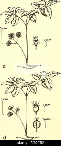 . Il campo Canadese-naturalista. . La figura I. stadi evolutivi di Aralia nudicaulis: (a) la foglia di svernamento bud alla sommità del caudex; b) sviluppo delle foglie e infiorescenza; (c) maschio maturo ramet riproduttiva; inset - maschio allargata fiore; (d) femmina matura ramet riproduttiva (nota minore numero di fiori rispetto al maschio); inset - allargato fiore femmina e frutta. (E) sottospecie: Nessuno. (F) varietà e forme: due varietà, var. prolifera Apgar e var. elongata Nash, sono state descritte da Smith (1944) come abbastanza distinto e molto locale in distribuzione. Nessuno viene riconosciuto in un Foto Stock