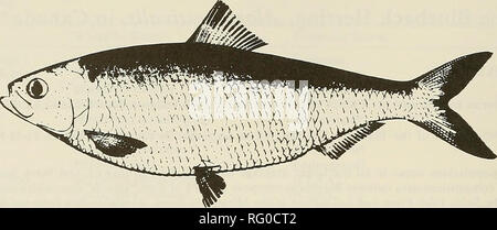 . Il campo Canadese-naturalista. 410 Il canadese Field-Naturalist Vol. 99. La figura I. Blueback Hening Alosa aestivalis. Habitat Blueback Aringa razza in ruscelli lungo il Nord America costa atlantica in regioni di veloce-fluente acqua con associato il substrato rigido (Loesch e Lund 1977). Nel Maritimes, queste condizioni sono soddisfatte in quasi tutte le correnti costiere non ostruito da naturale o strutture artificiali. Allevamento laborato- zioni sono noti da Nova Scotia e nuovo Bruns- stoppino e probabilmente si verificano in Prince Edward Island. Con la scomparsa della maggior parte delle piccole strutture artificiali sulla waterco marittima Foto Stock