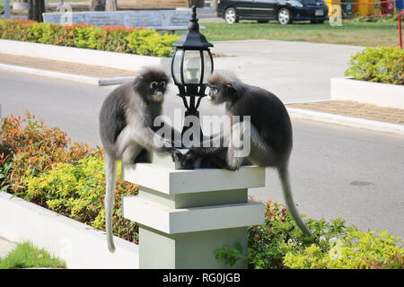 Divertente carino scimmie langur spectacled (Trachypithecus obscurus) nel parco nazionale. Una coppia di amici di scimmia seduto su una lampada posta. Foto Stock