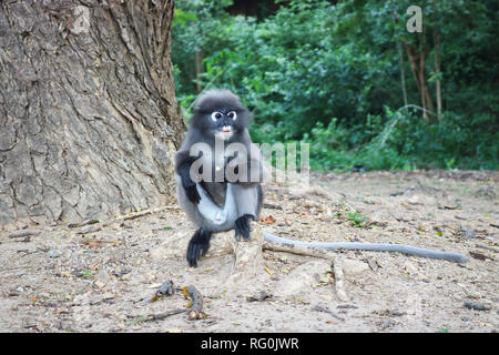 Divertente carino scimmie langur spectacled (Trachypithecus obscurus) nel parco nazionale. Maschio solitario seduto per terra. Foto Stock
