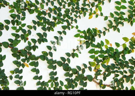 Closeup Creeping Fig o Ficus pumila sul muro bianco Foto Stock