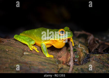 Orange thighed raganella, Litoria xanthomera, nella foresta pluviale tropicale, Queensland, Australia Foto Stock