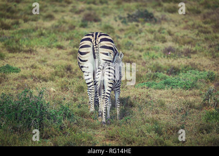 Zebra puledro e madre camminare insieme nel Parco Nazionale di Addo Foto Stock
