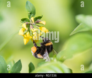 bumblebee con cesti completi di polline che raccolgono il polline dalla veccia del rene giallo - Scozia, Regno Unito Foto Stock