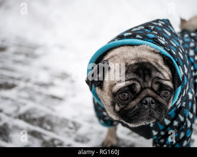Piccolo Cane pug nella camicia Foto Stock