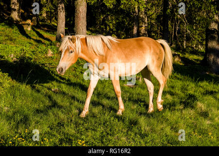 Un cavallo avelignese, noto anche come Avelignese, pascolo su un pascolo in una foresta Foto Stock