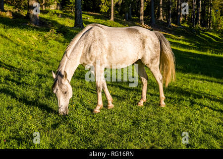 Un cavallo avelignese, noto anche come Avelignese, pascolo su un pascolo in una foresta Foto Stock