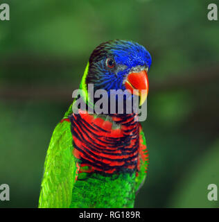 Rainbow o noce di cocco lorikeet (Trichoglossus haematodus) Foto Stock