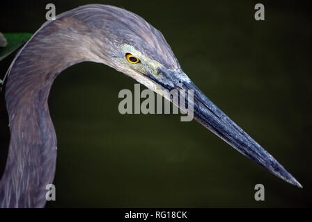 Grandi fatturati airone rosso (Ardea sumatrana) Foto Stock