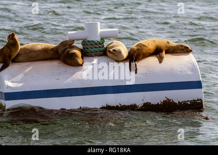 California i leoni di mare bagni di sole sulla parte superiore di un affollato boa vicino al binario Gina in Santa Barbara il canale della California, Stati Uniti d'America il 26 gennaio 2019. Foto Stock