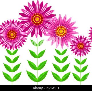 Vettore senza giunture di Echinacea purpurea fiori. Illustrazione Vettoriale