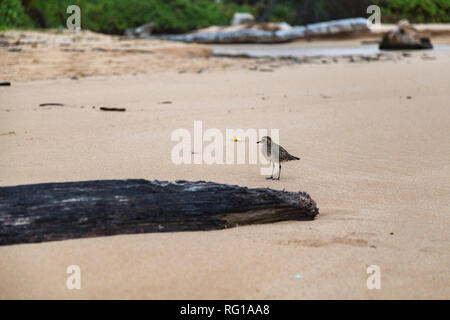 Pacific golden plover su una spiaggia a Kauai, Hawaii Foto Stock