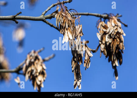 Semi di Fraxinus excelsior, popolarmente noto come 'I tasti " o " semi di elicottero", sono un tipo di frutta nota come a Samara Foto Stock