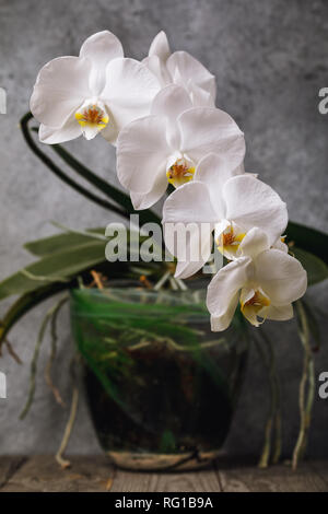 Blooming orchidea bianca in una pentola. Bella piscina fiori Foto Stock