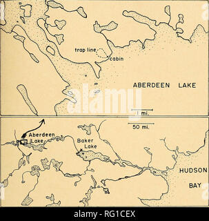 . Il campo Canadese-naturalista. 1966 Macpherson: abbondanza di lemming 91. La figura 1. La posizione del trap standard linea presso il lago di Aberdeen (top) nel distretto di Keewatin, Territori del Nord-ovest (fondo). stato descritto da Kelsall e Loughrey (Kelsall, 1960) e di Krebs (1964). In ben drenato luoghi, è spesso molto scarsa, essendo limitato a pochi ciuffi di erba e piante di cuscino. Altrove, i rilievi possono essere densamente vestita di nero, crinkly lichen (Alectoria) che di per sé può coprire uno strato continuo di sphagnum moss, interrotti qua e là da ciuffi di erba o da fango-bolle sup- po Foto Stock