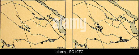 . Il campo Canadese-naturalista. . La figura 1. Mappa di Chalk River District (top). La figura 2. Distribuzione di Dryopteris fragrans var. remotiuscula in Chalk River District (in basso a sinistra). La figura 3. Distribuzione di Cephalanthus occidentalis in Chalk River District (in basso a destra). In Canada, /. macrospora è ampiamente distri- nella parte orientale di Creta regione di cintura del Québec buted lungo la costa atlantica, in que- indicare. È anche noto dalla navigazione re- bec, alle Province Marittime e ritrovata- regioni dell est degli Stati Uniti. Per quanto riguarda la terra; ma occasionalmente è presente ulteriore della wri Foto Stock