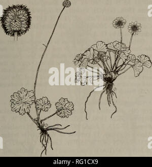 . Il campo Canadese-naturalista. Storia naturale. 2002 Cody, Kennedy, Bennett e Loewen: Piante vascolari in Yukon IV 461. La figura 2. Ranunculus cooleyae (disegnata da Valerie Fulford). Il modello sopra citato è un'estensione della gamma nota nel territorio di circa 115 chilometri a est da un sito nelle vicinanze di Whitehorse (Cody 1996). Ranunculus nivalis L., neve Buttercup - Yukon: lungo il sentiero umido dominata da carici, Larsen Lago, 60°07'00"N 125°33'40"W, V. Loewen 99-2, 12 giugno 1999 (DAO); prato alpino nei pressi di camp. Beaver- crow Ridge, 60°12.9'N 124°35.79'W, B. Bennet 98- 6 Foto Stock