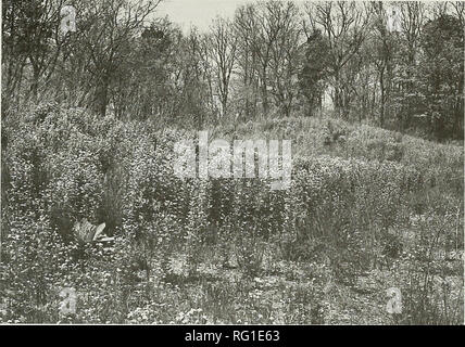 . Il campo Canadese-naturalista. 2000 Waldron, Rodger, Mouland e Lebedyk: Eastern mole 357. La figura 4. Dune di sabbia progetto di restauro in punto Felee Parco Nazionale colonizzata dai moli Orientale, 1997. Le piante erbacee dominante fioritura delle piante è aglio senape, Alliaria petiolata. Punto La Pelée Parco Nazionale. Moli occupato questa area entro tre anni del completamento del progetto (figura 4). Discussione il 1997 sondaggio suggerisce che la parte orientale di Mole è spesso presente nelle aree di habitat adatto su contigui di sabbia e argilla sabbiosa suoli nel sud della contea di Essex e adiacente la contea del Kent (Figura 2). Twe Foto Stock